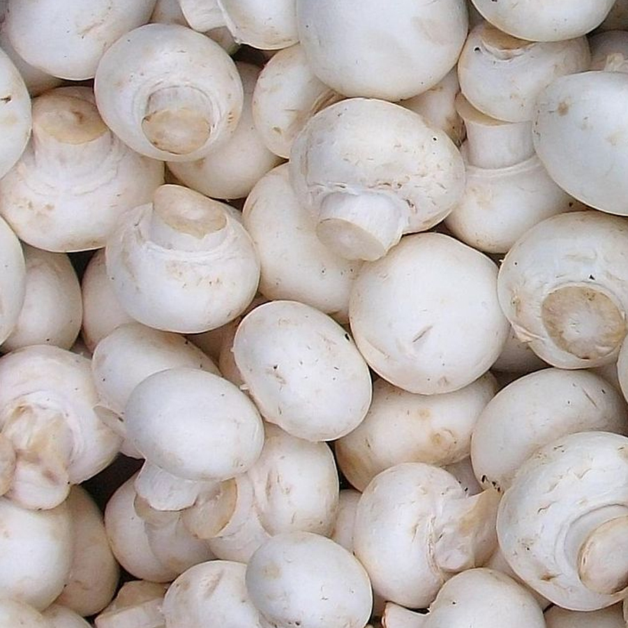 Premium button mushroom spawn for farming by MANAS AGROTECH, Surat
