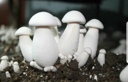 Top-grade milky mushroom spawn for growers from MANAS AGROTECH, Surat