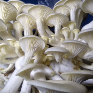 oyster mushroom cultivation training