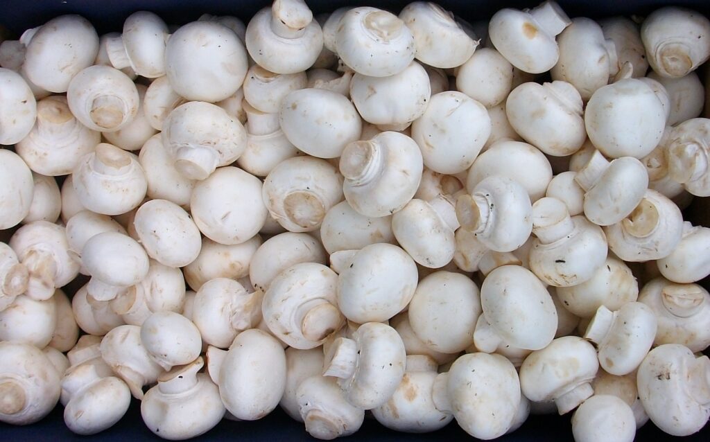 Premium button mushroom (Agaricus bisporus) spawn from MANAS AGROTECH, Surat