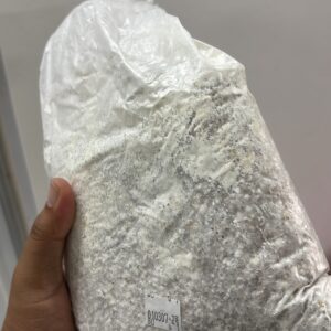 Oyster Mushroom Spawn Millet Grain – Manas Agrotech