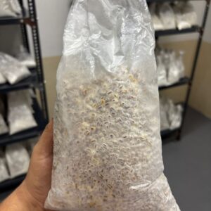 Button Mushroom Spawn – High Quality Grain Spawn for Agaricus Bisporus Cultivation