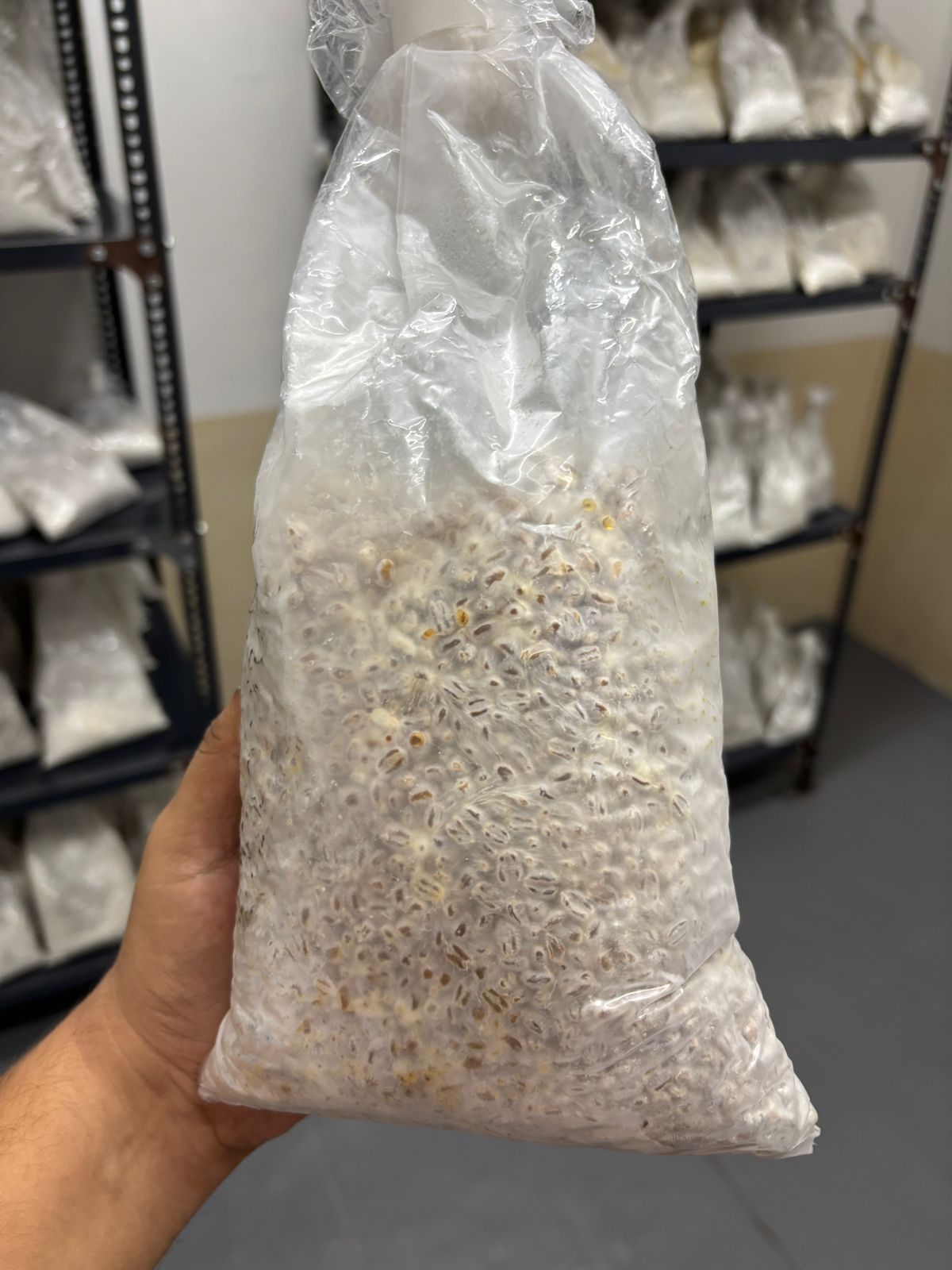 Button Mushroom Spawn – High Quality Grain Spawn for Agaricus Bisporus Cultivation